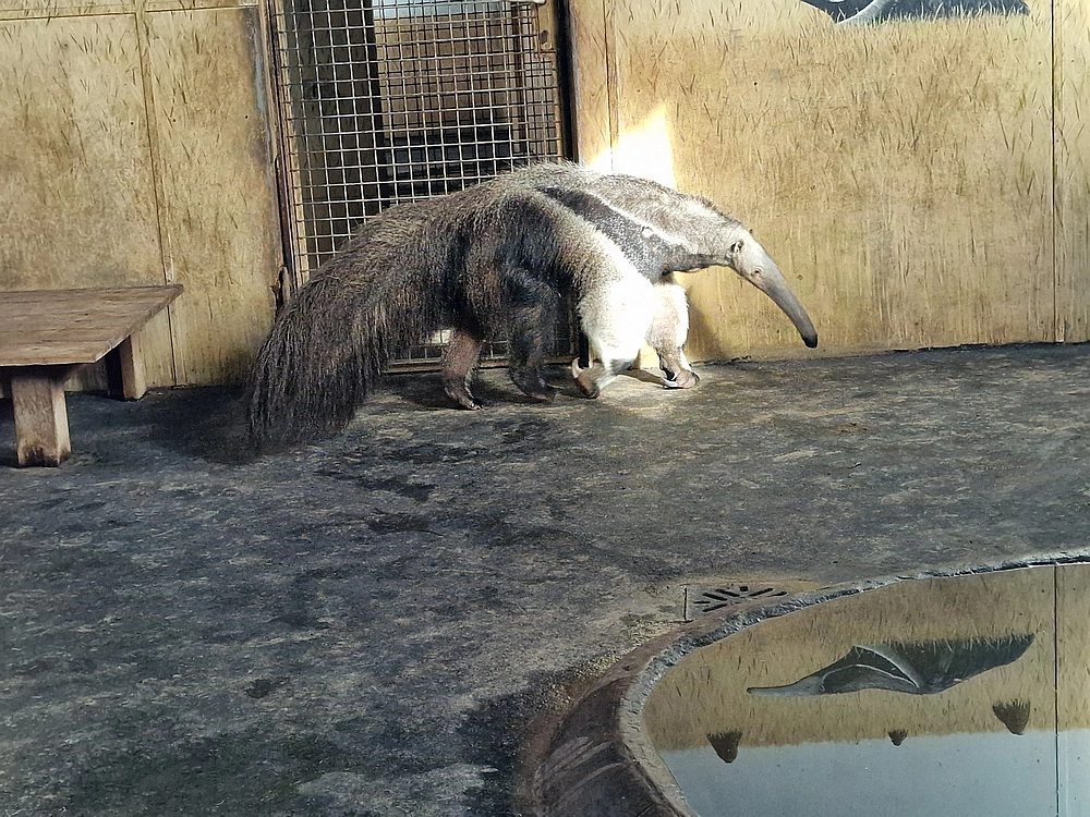 Slika je vidna v Google Chromu.