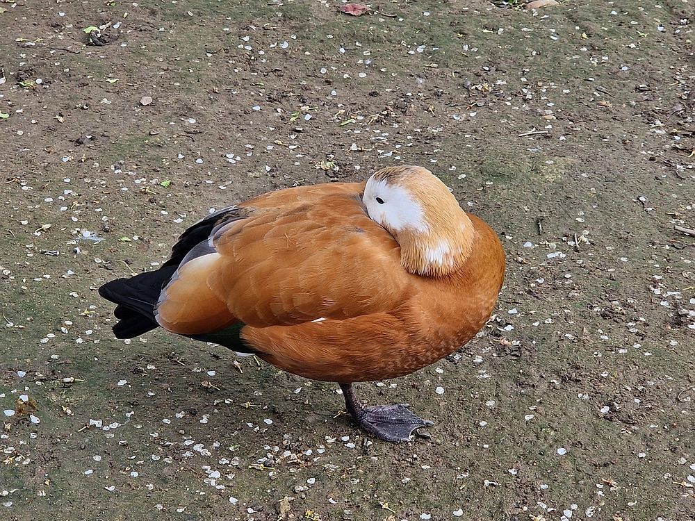 Slika je vidna v Google Chromu.