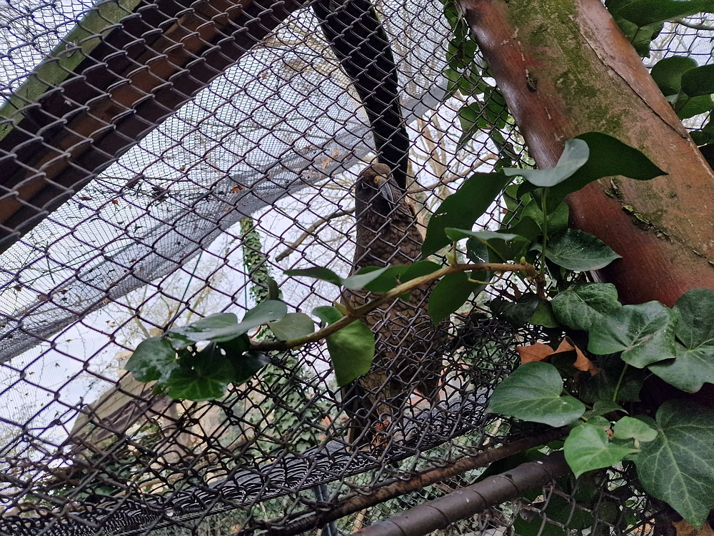 Slika je vidna v Google Chromu.