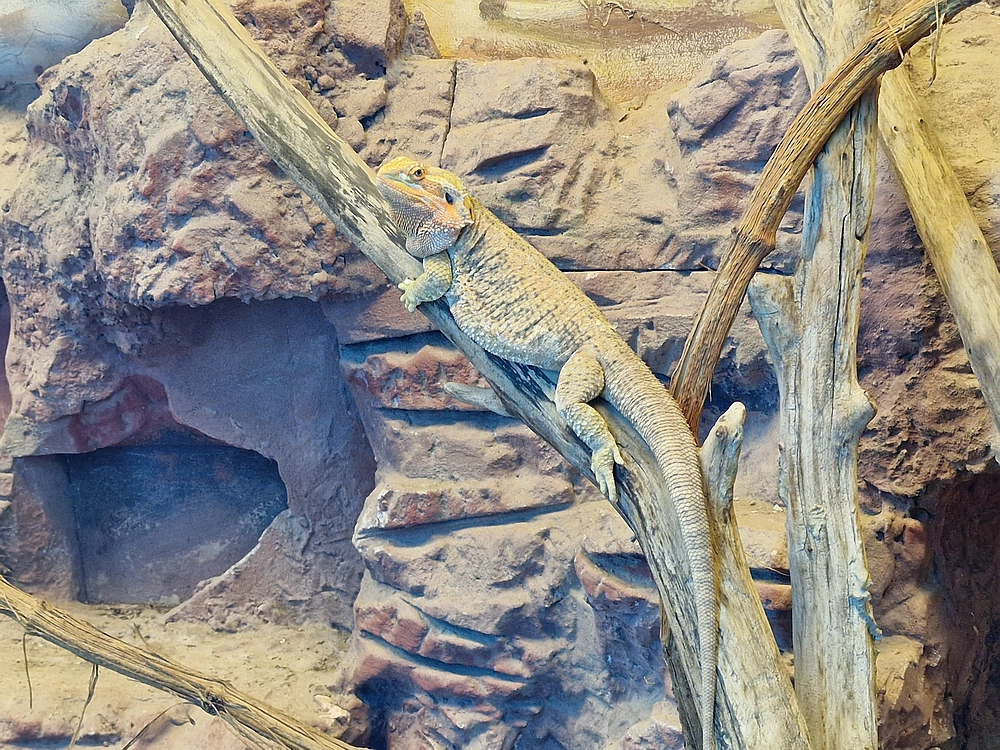 Slika je vidna v Google Chromu.