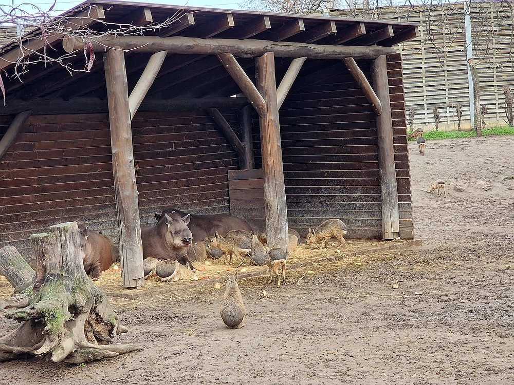 Slika je vidna v Google Chromu.