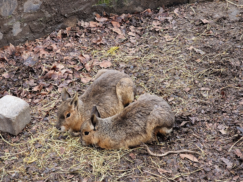Slika je vidna v Google Chromu.