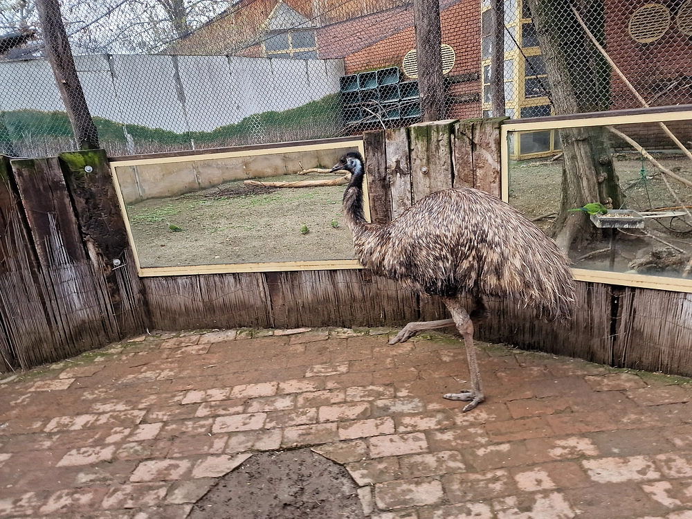 Slika je vidna v Google Chromu.