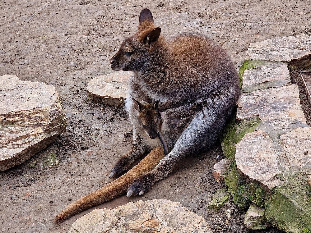 Slika je vidna v Google Chromu.