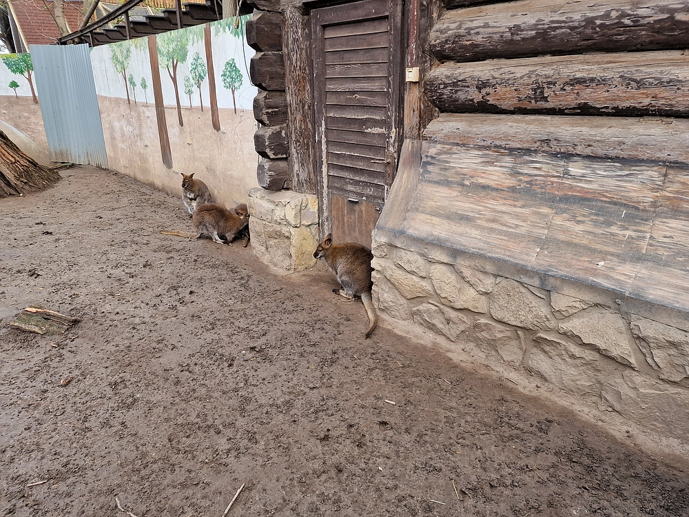 Slika je vidna v Google Chromu.