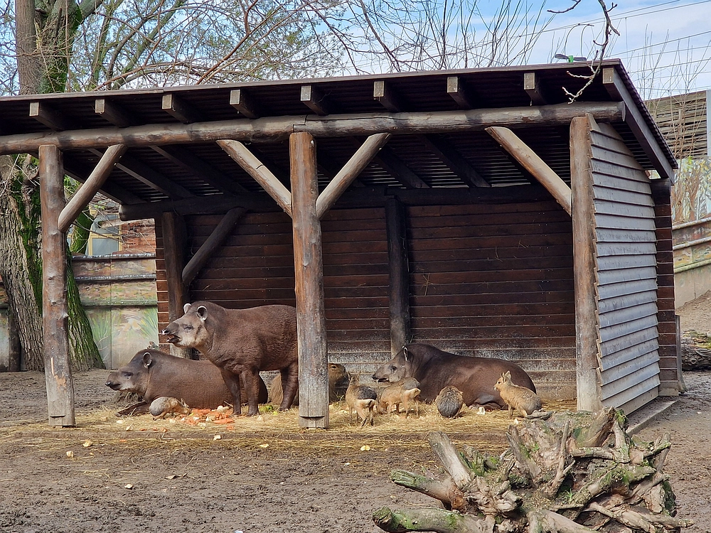 Slika je vidna v Google Chromu.