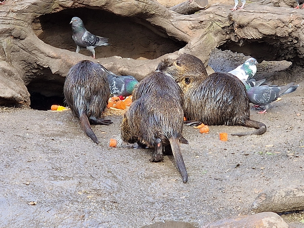 Slika je vidna v Google Chromu.