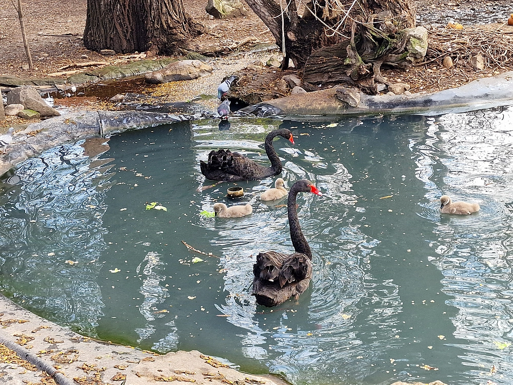 Slika je vidna v Google Chromu.