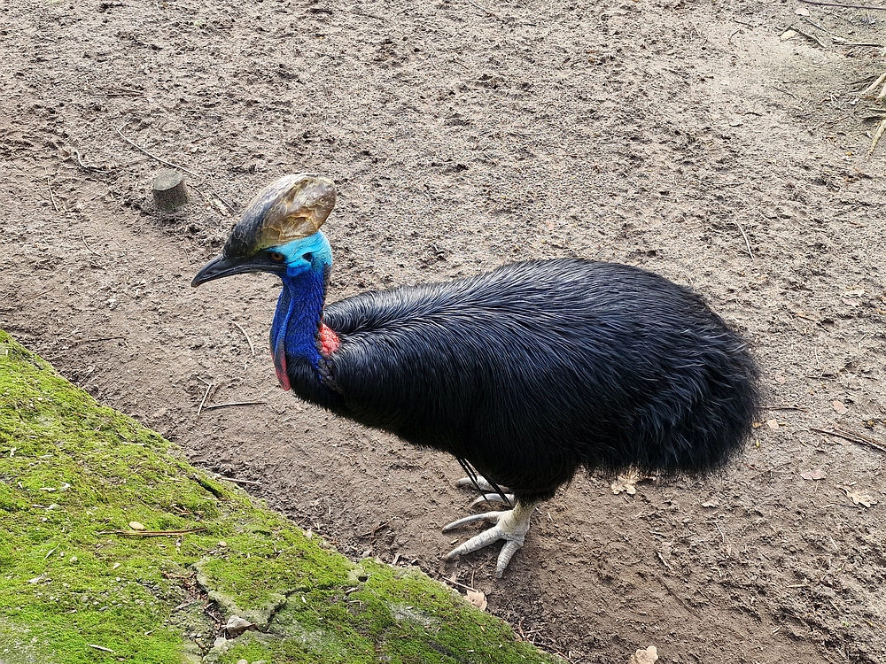 Slika je vidna v Google Chromu.