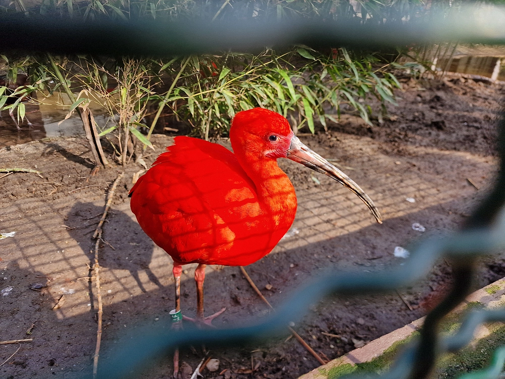 Slika je vidna v Google Chromu.