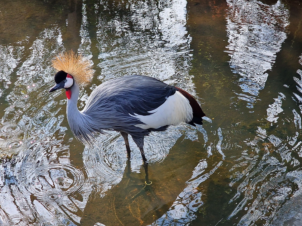 Slika je vidna v Google Chromu.
