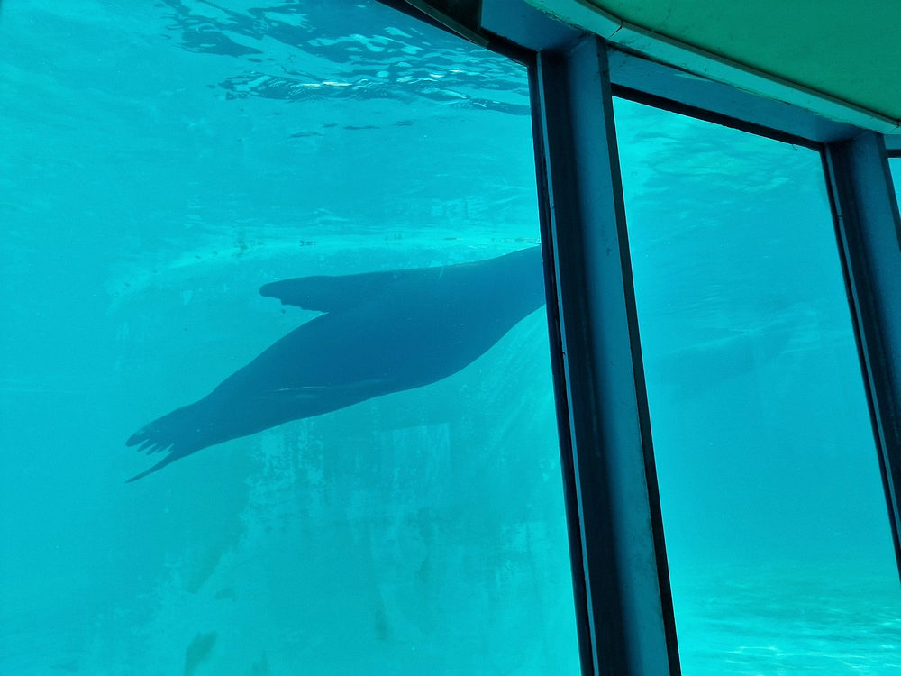 Slika je vidna v Google Chromu.