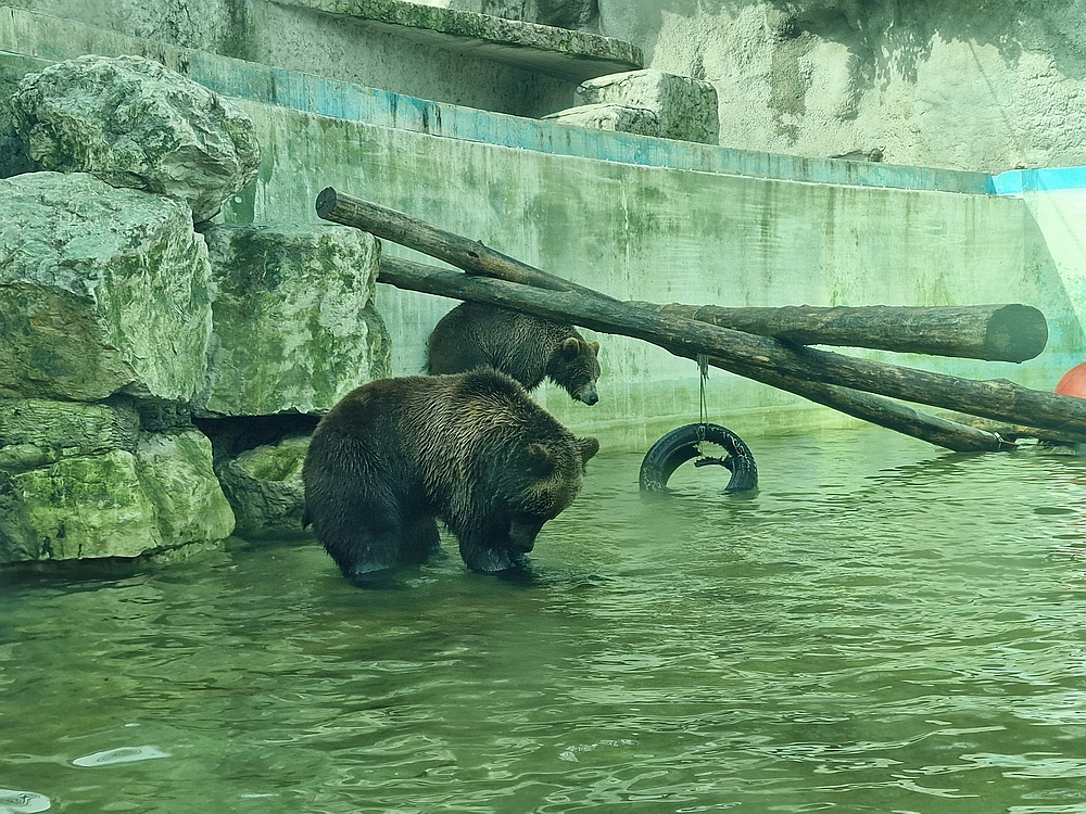Slika je vidna v Google Chromu.