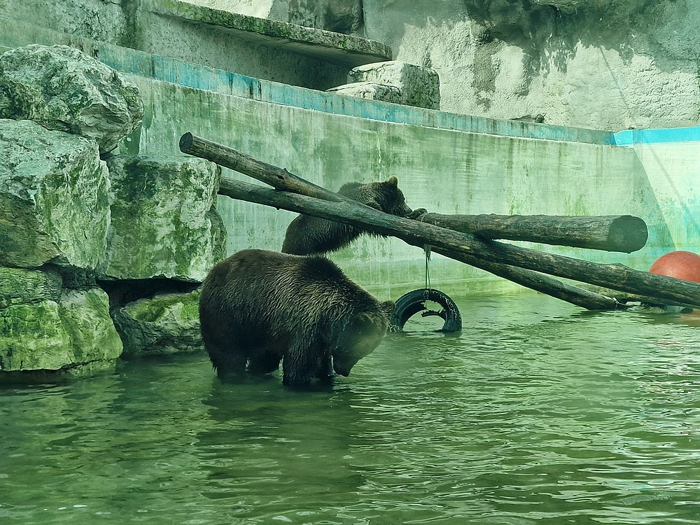 Slika je vidna v Google Chromu.