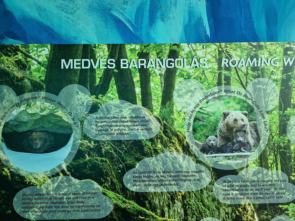 Slika je vidna v Google Chromu.