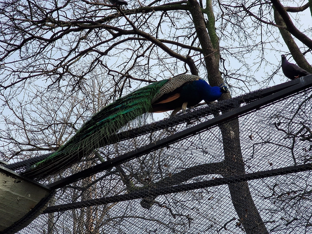Slika je vidna v Google Chromu.