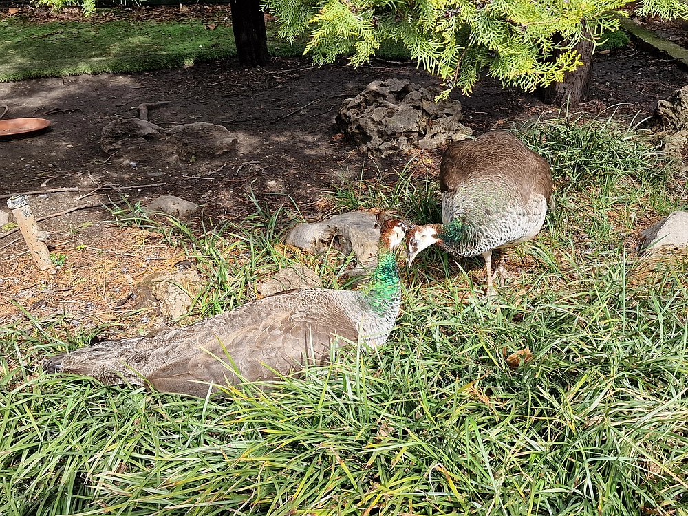 Slika je vidna v Google Chromu.