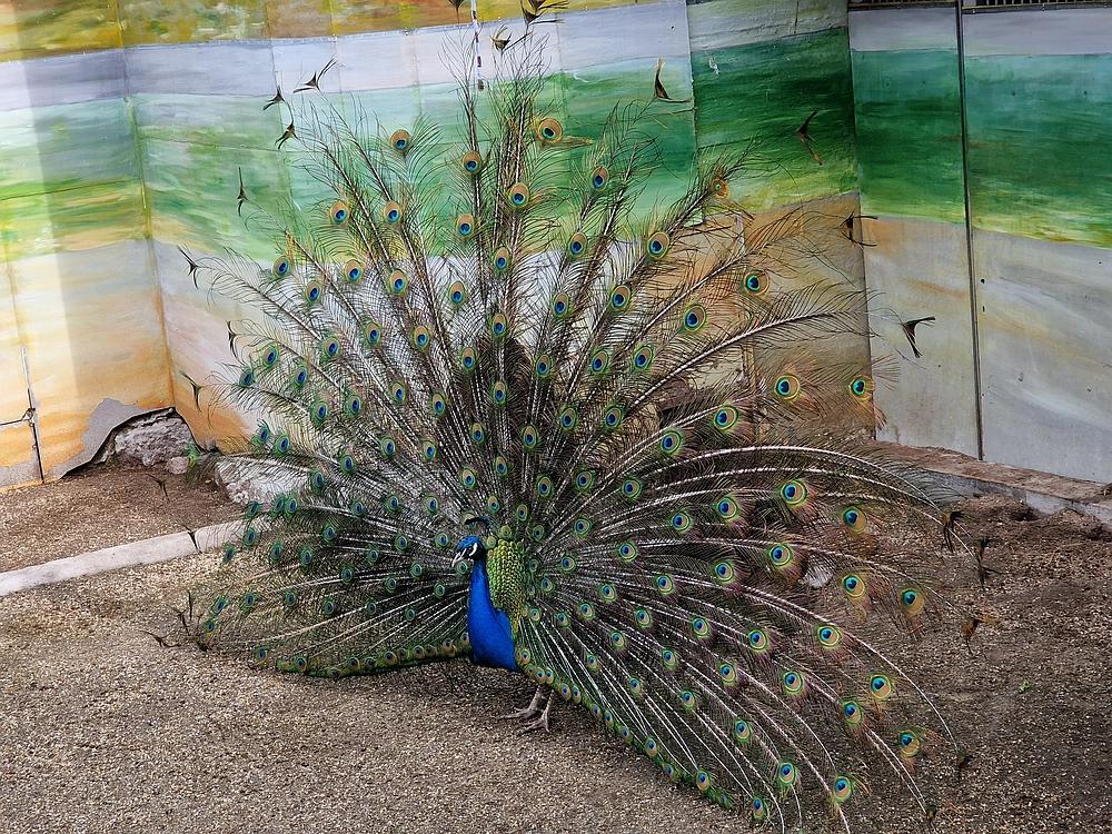 Slika je vidna v Google Chromu.