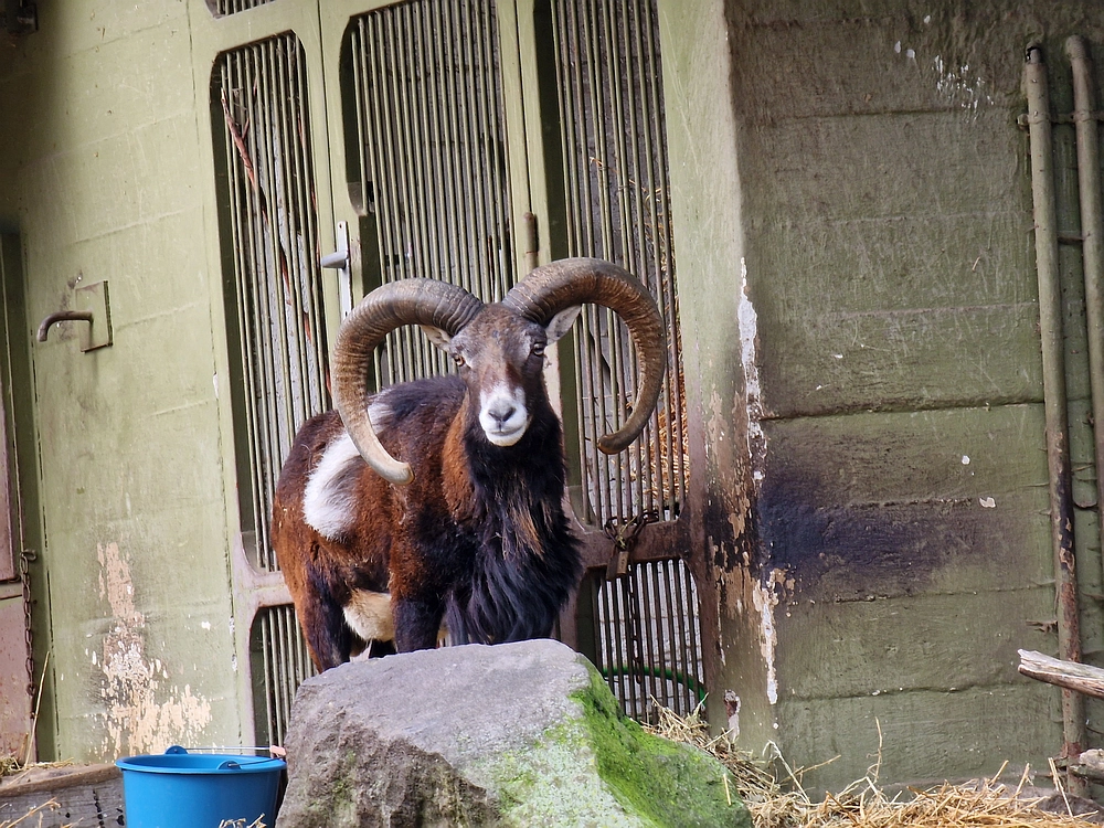 Slika je vidna v Google Chromu.