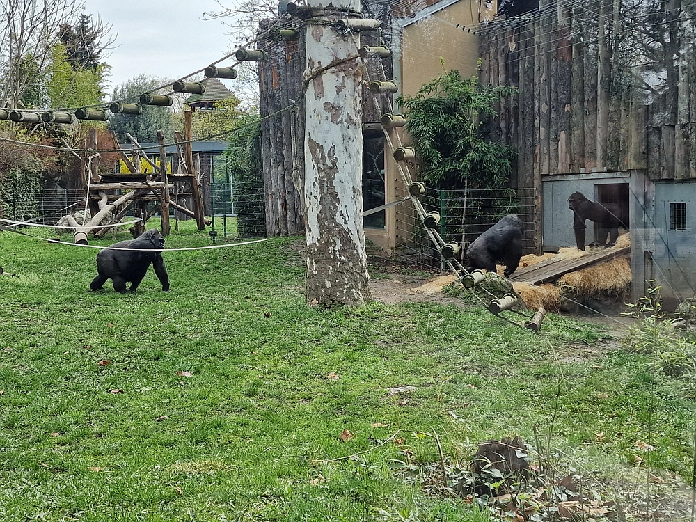 Slika je vidna v Google Chromu.