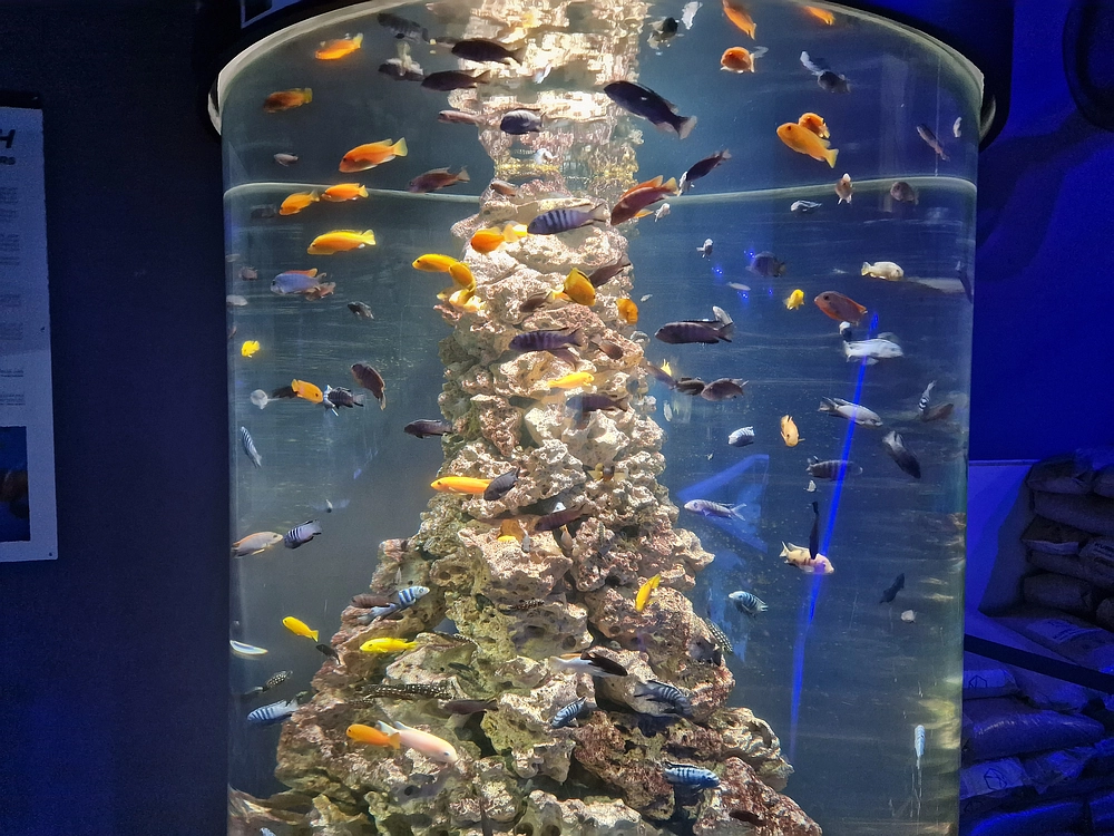 Slika je vidna v Google Chromu.