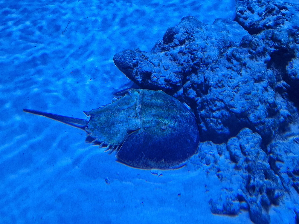 Slika je vidna v Google Chromu.