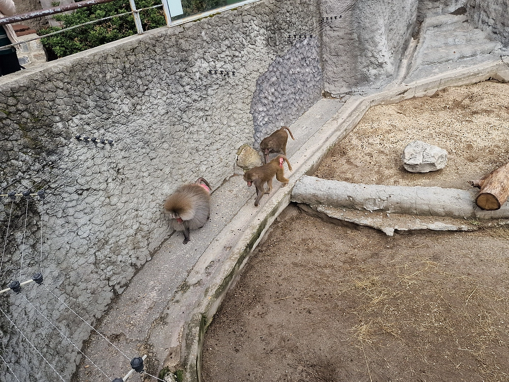 Slika je vidna v Google Chromu.