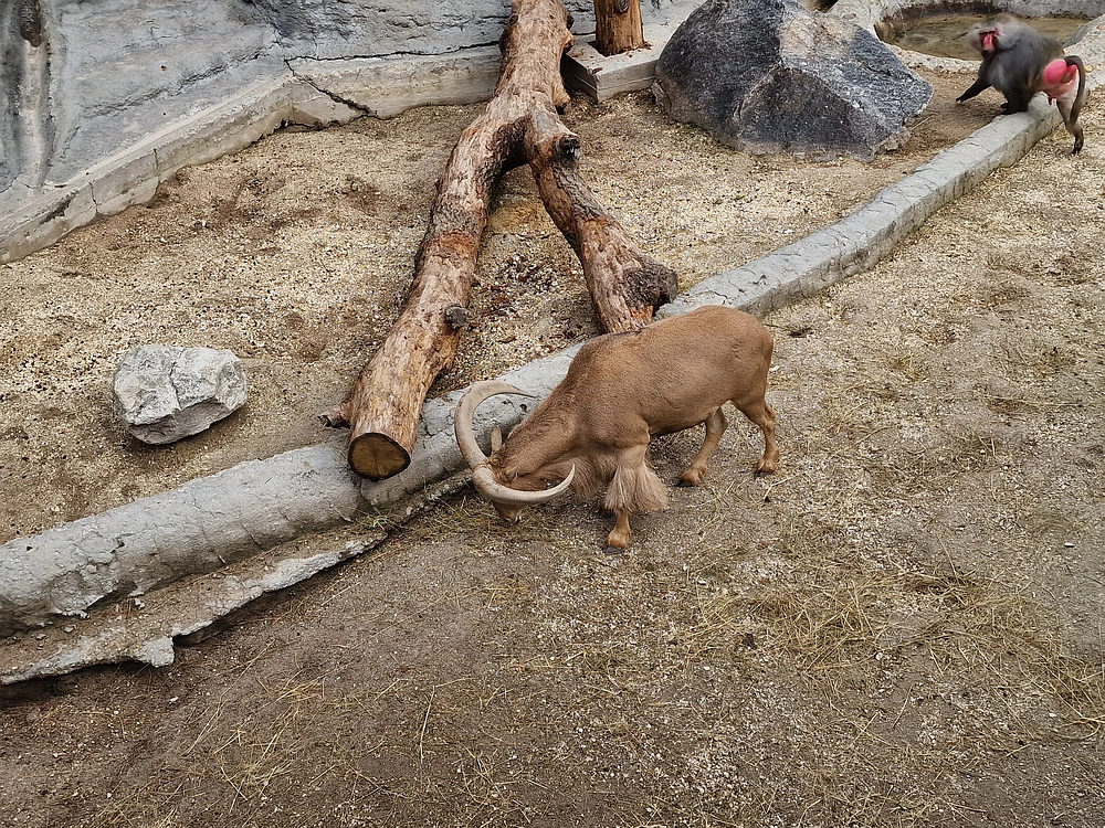 Slika je vidna v Google Chromu.