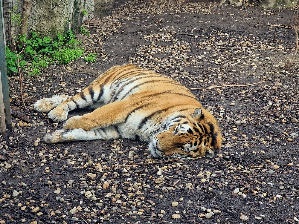 Slika je vidna v Google Chromu.