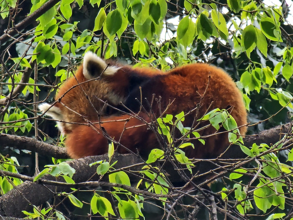 Slika je vidna v Google Chromu.