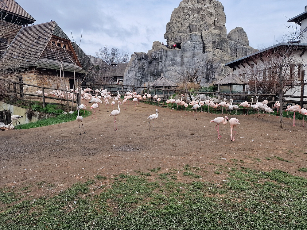 Slika je vidna v Google Chromu.