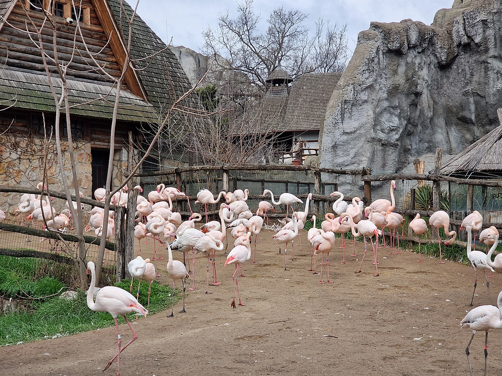 Slika je vidna v Google Chromu.