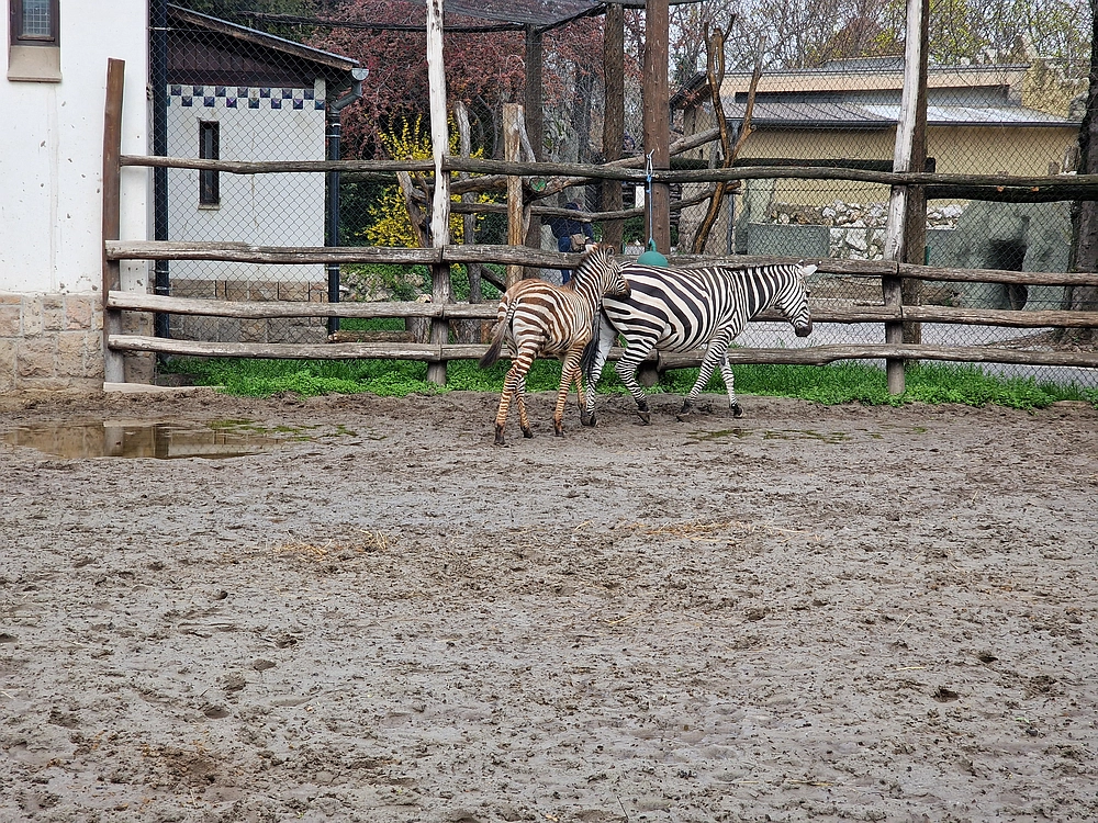 Slika je vidna v Google Chromu.