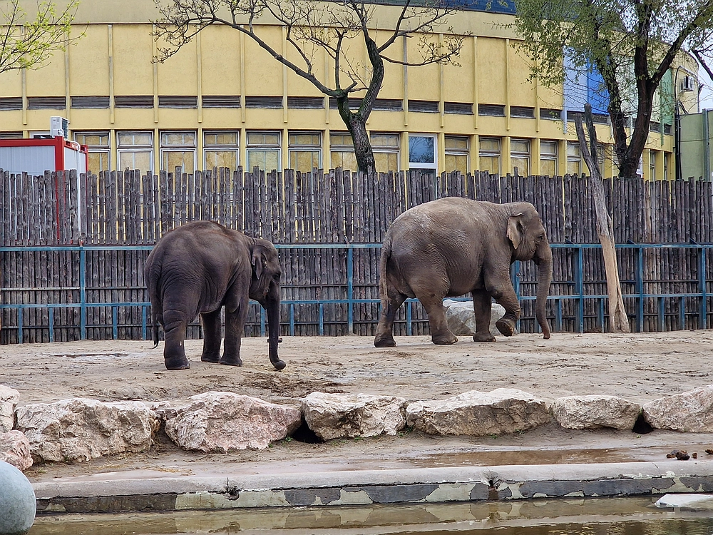 Slika je vidna v Google Chromu.