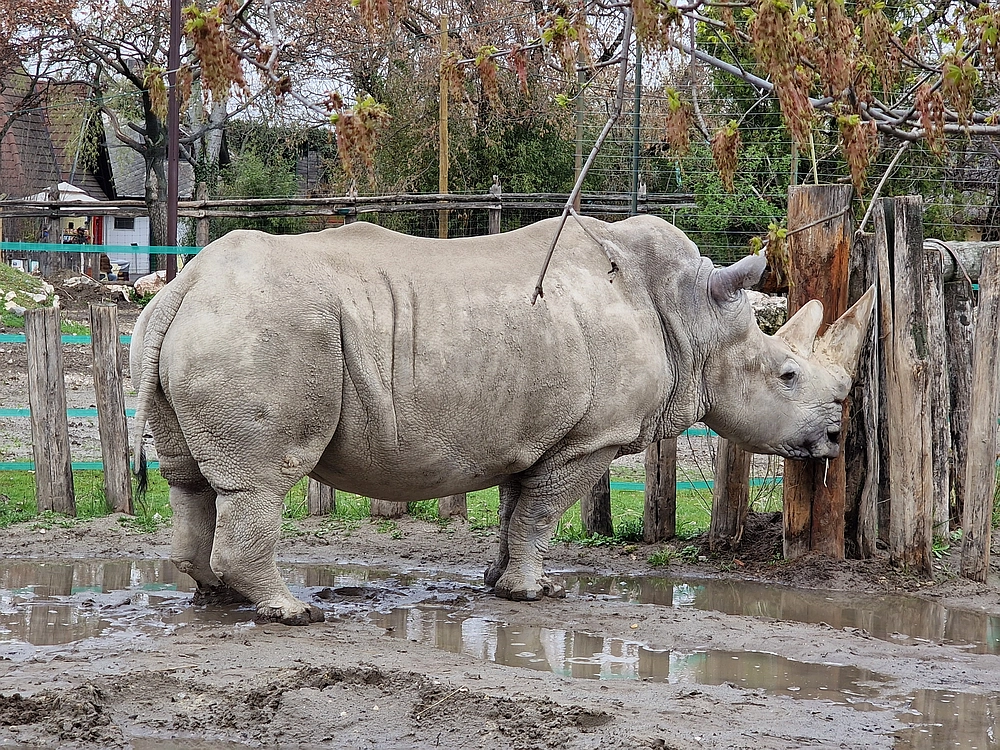 Slika je vidna v Google Chromu.