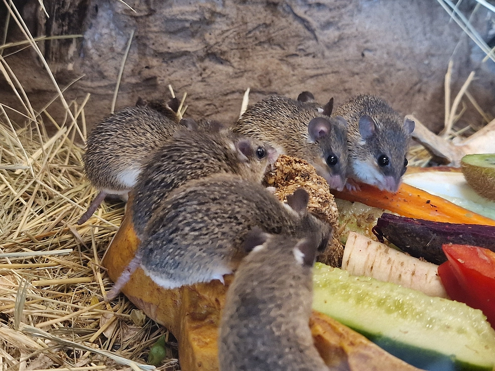 Slika je vidna v Google Chromu.
