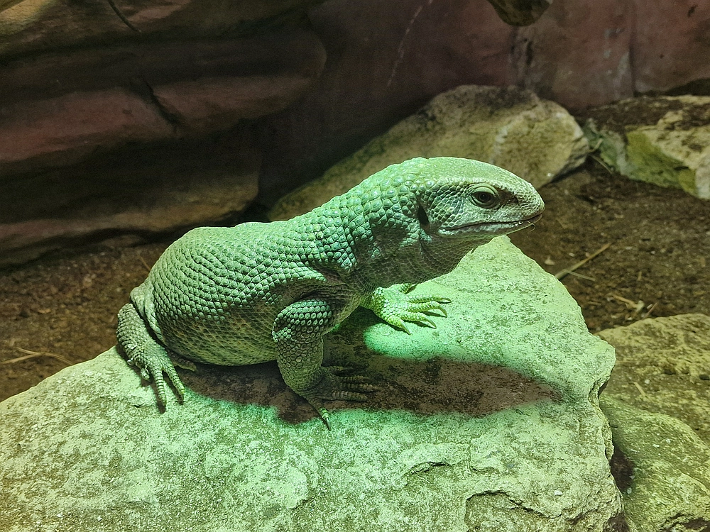 Slika je vidna v Google Chromu.