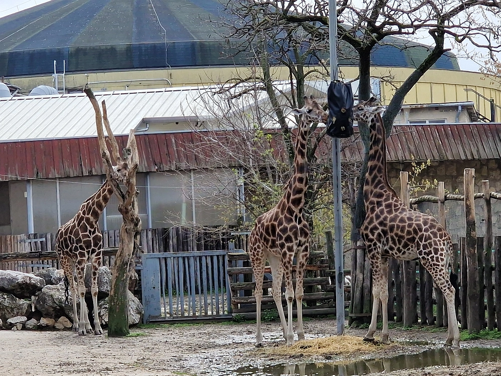 Slika je vidna v Google Chromu.