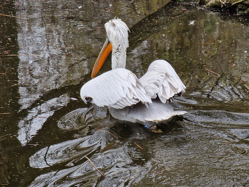 Slika je vidna v Google Chromu.