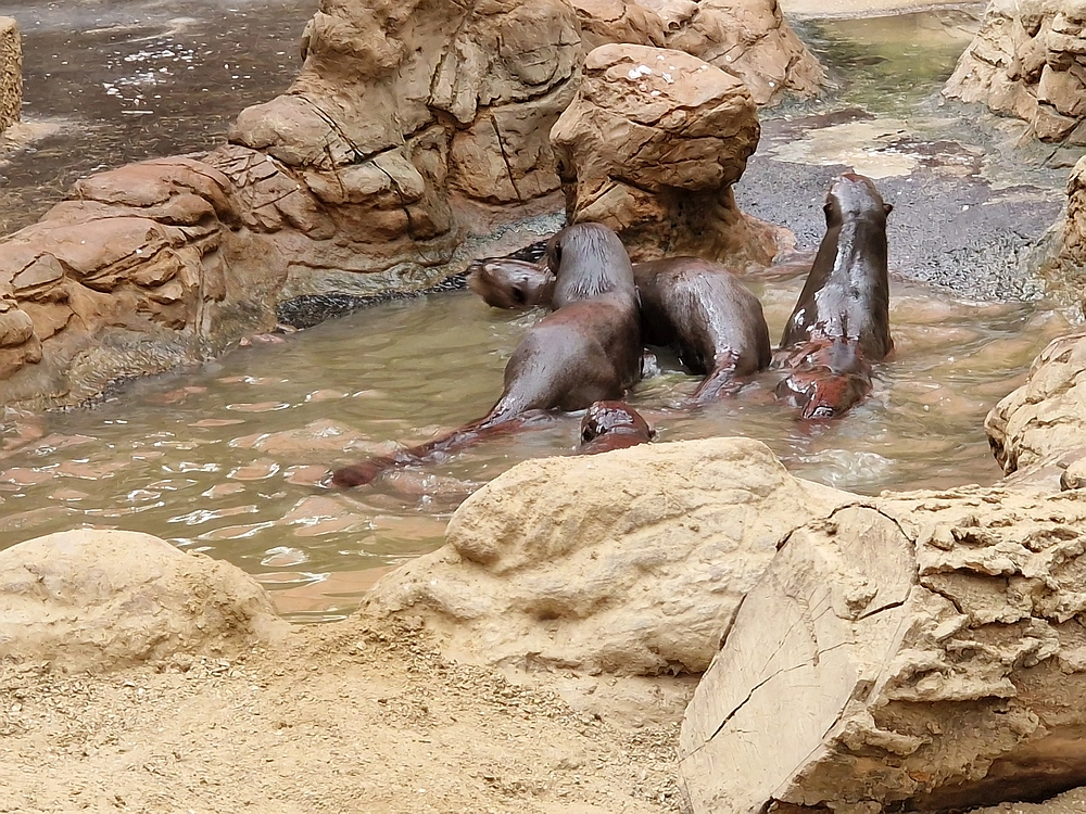 Slika je vidna v Google Chromu.