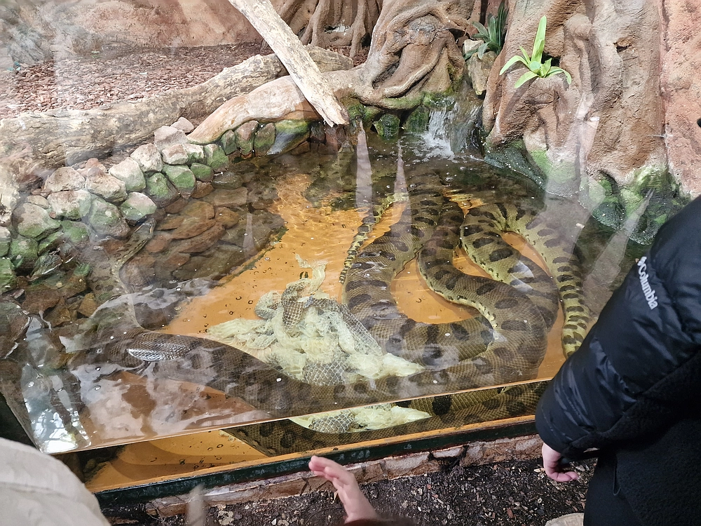 Slika je vidna v Google Chromu.