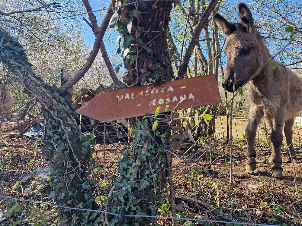 Slika je vidna v Google Chromu.