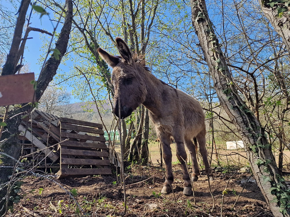 Slika je vidna v Google Chromu.