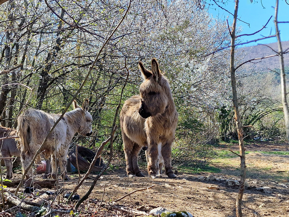 Slika je vidna v Google Chromu.