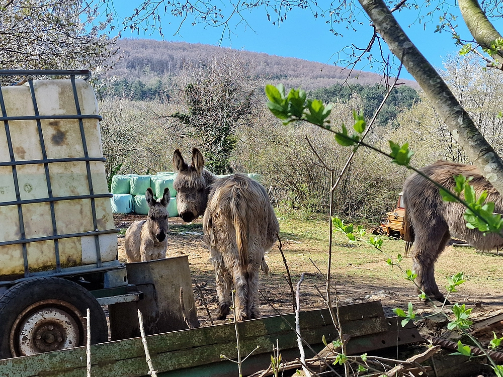 Slika je vidna v Google Chromu.