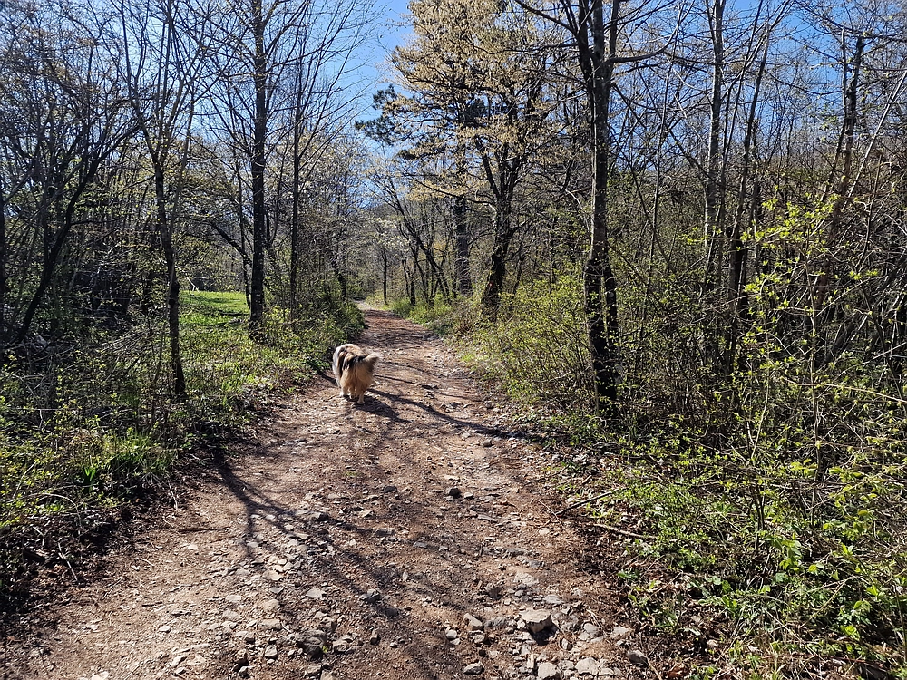 Slika je vidna v Google Chromu.