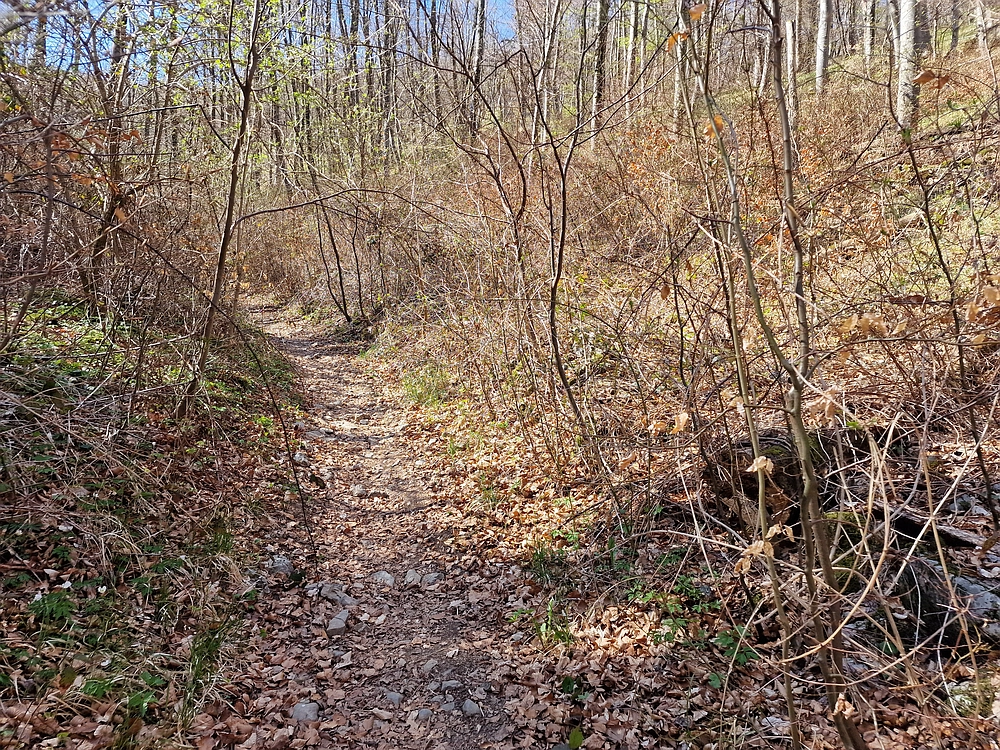 Slika je vidna v Google Chromu.