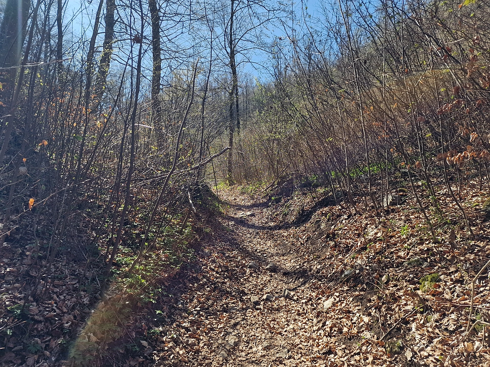 Slika je vidna v Google Chromu.