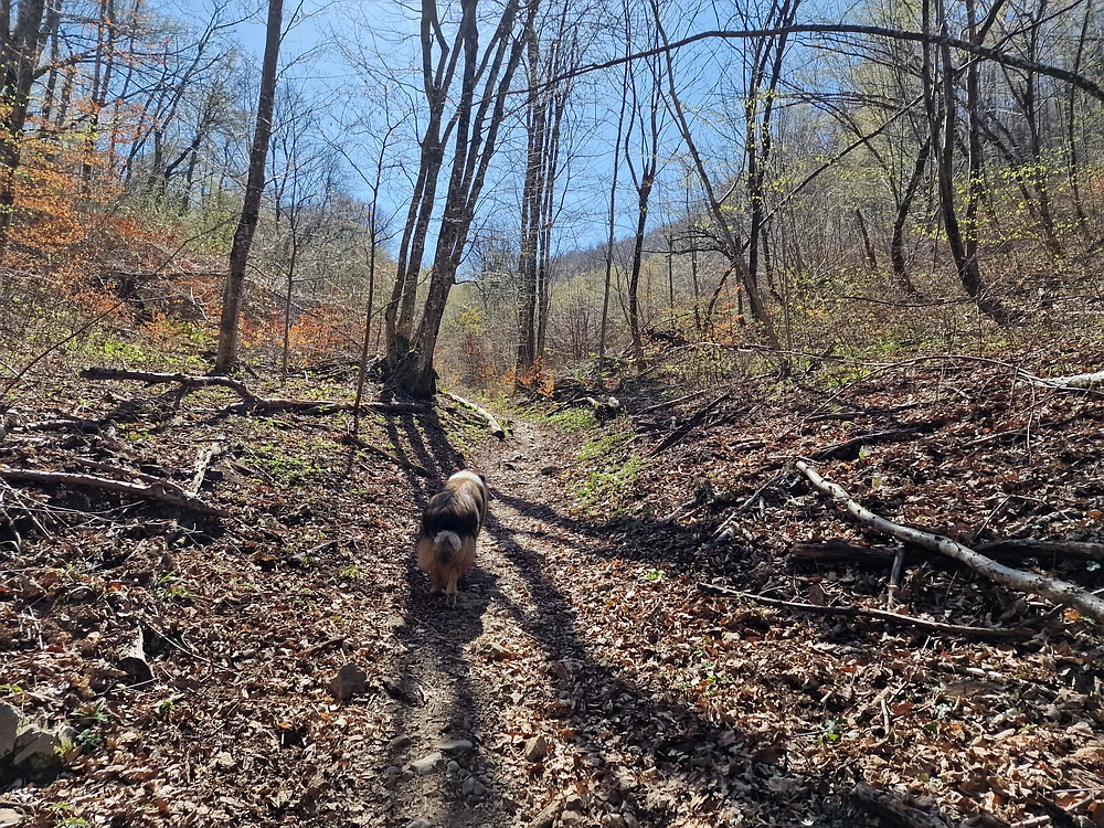Slika je vidna v Google Chromu.