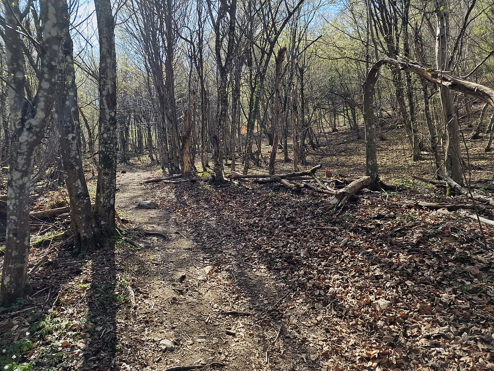 Slika je vidna v Google Chromu.